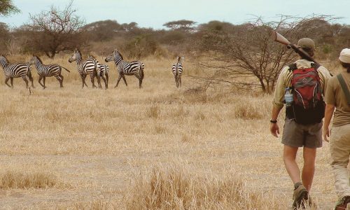 Raiyo walking Safaris in Tarangire