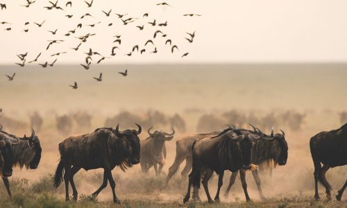 great-wildebeest-migration-safari-banner